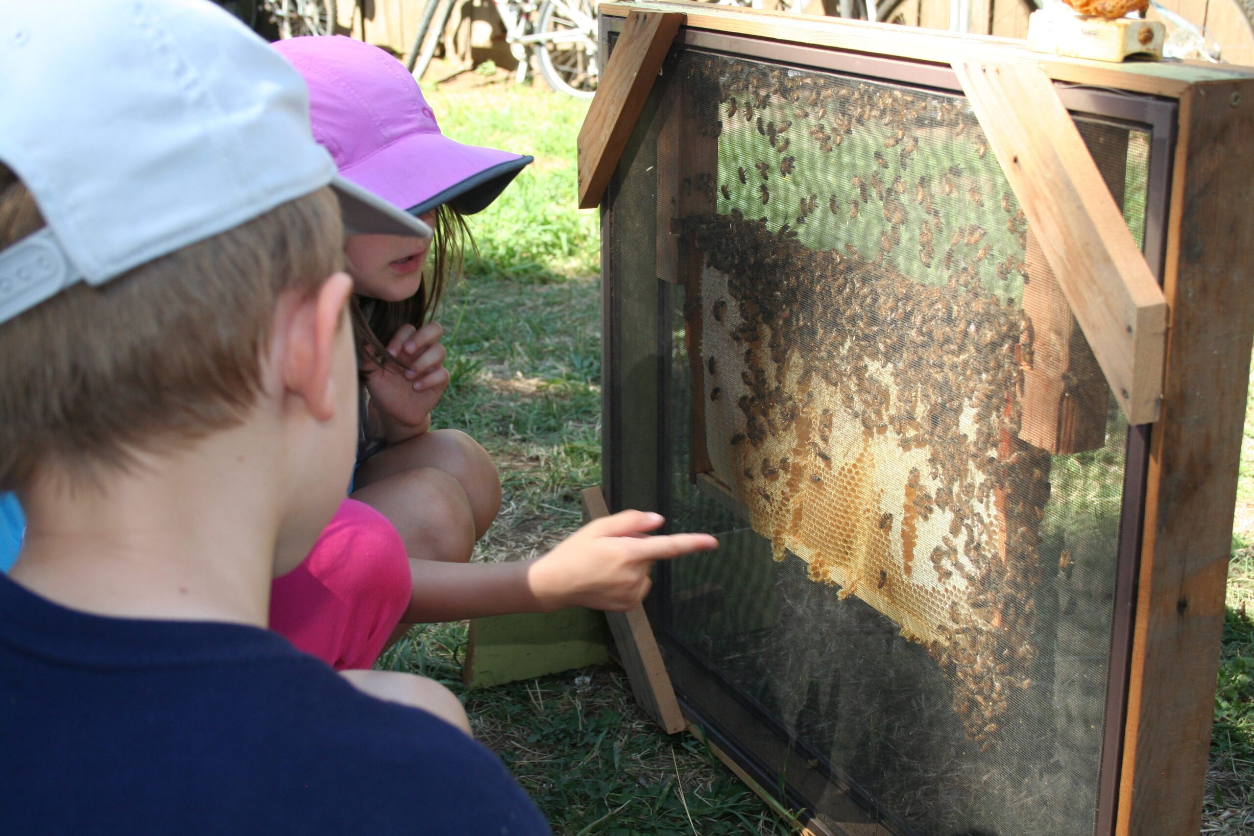 kids looking at bees