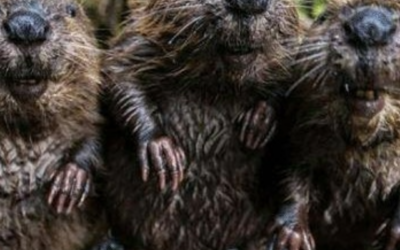Beaver Power: Teaming Up With Nature’s Engineers to Restore Our Watersheds