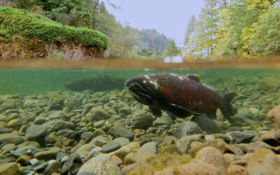 Salmon at a Crossroads: Sense of Place, January 17th