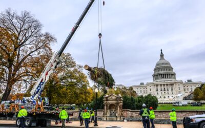 Behind the Scenes: How a Mt. Adams Institute Intern Helped Select the U.S. Capitol Christmas Tree