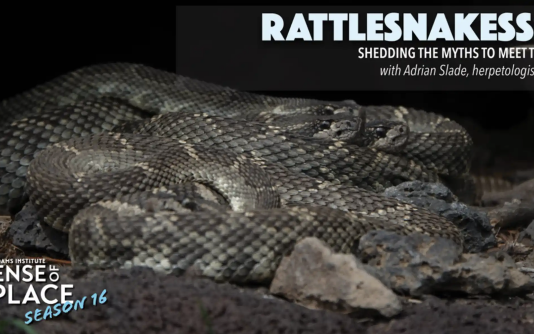 Rattlesnakessssss: Shedding the Myths to Meet the Snake with Adrian Slade