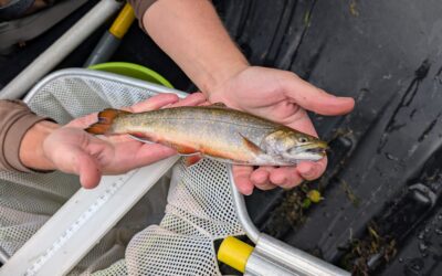 From Blue Water to Clear Streams: A Transition to Conservation